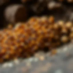 Close-up view of Dominion termite colony in natural habitat