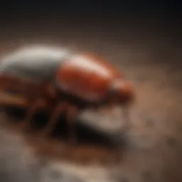 Diverse range of cockroach killer products displayed on eBay