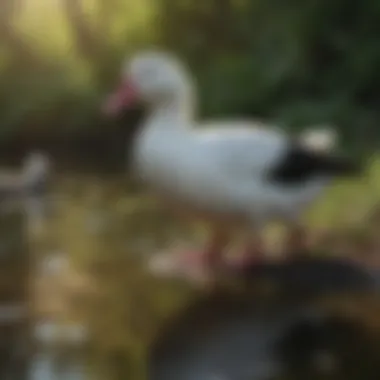 Eco-Friendly Strategies for Managing Muscovy Ducks Eco-friendly strategies for Muscovy duck management, depicting alternatives to control methods.