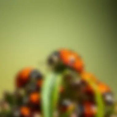 A biocontrol agent like ladybugs in an ecological setting