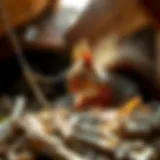 Squirrel in an attic looking for nesting materials