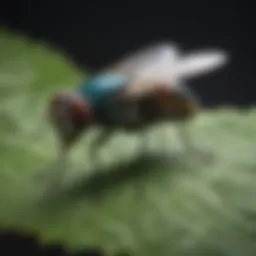 A close-up of common outdoor fly species resting on a leaf