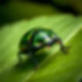 Close-up of a Japanese beetle on a leaf
