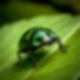 Close-up of a Japanese beetle on a leaf
