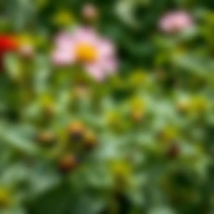 Garden infested with Japanese beetles