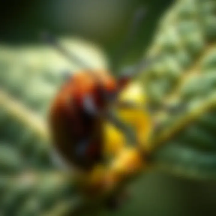 Variety of insecticides available for beetle control