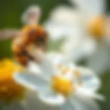 Close-up of a bee on a flower