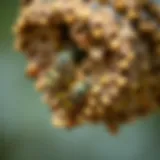 Close-up view of a wasp nest