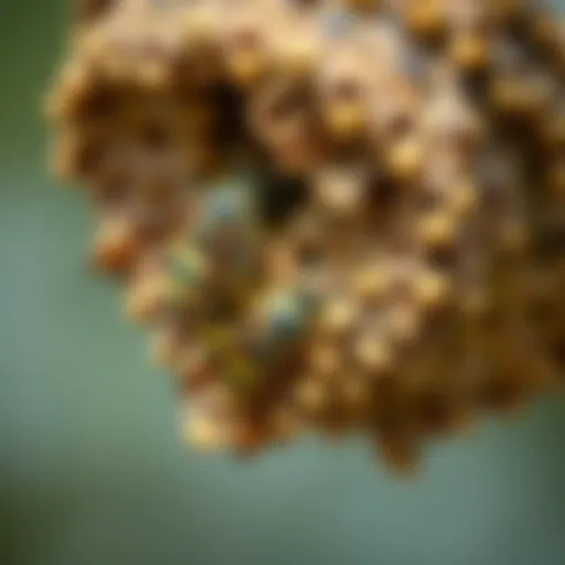 Close-up view of a wasp nest