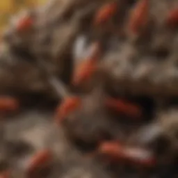 A close-up of red wasps on a nest highlighting their behavior