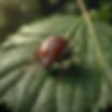 A detailed view of a tick on a leaf, illustrating its natural habitat.