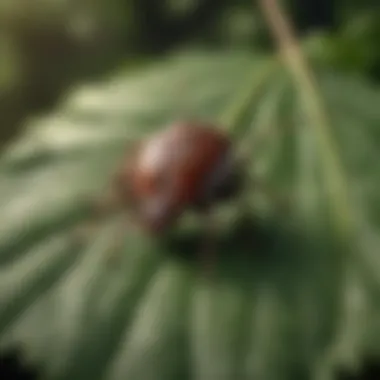 A detailed view of a tick on a leaf, illustrating its natural habitat.