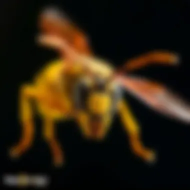 Illustration of wasp behavior patterns