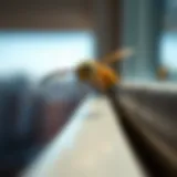 Close-up of a wasp on a window sill