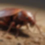 Close-up view of a cockroach in its natural habitat