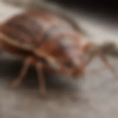 Visual representation of common signs of bed bug infestation in vehicles