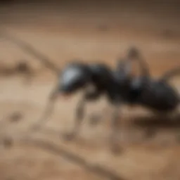 Detailed view of carpenter ants on wood