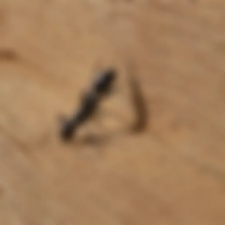 Identifying carpenter ant trails on a wooden surface