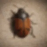 Close-up of carpet beetles on fabric