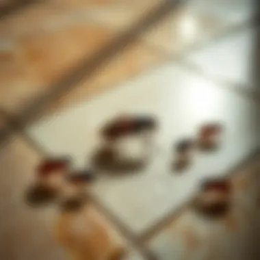 Understanding the Flea Life Cycle Illustration of flea life cycle on a tile surface