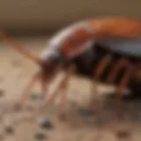 Close-up of a Turkestan cockroach in a natural habitat