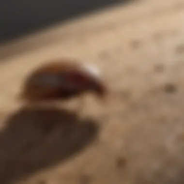 Preventive Strategies for Cockroach Control Visual guide to preventive measures against cockroaches
