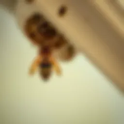 Identifying wasp nests in eaves