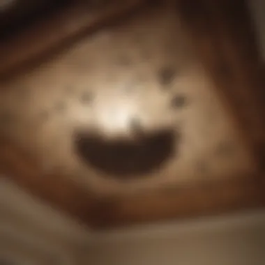 Birds Nesting in Ceiling Space Illustration of a ceiling space with birds nesting