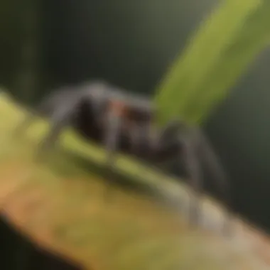 Spider in Its Natural Habitat A close-up of a spider crawling on a leaf