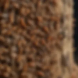 Close-up view of a termite colony in wood