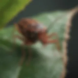 Close-up of a pincher bug on a leaf