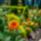 Landscaping with Bee-Repelling Plants Beautifully landscaped yard with bee-repelling plants