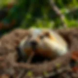Effective Strategies to Address Groundhog Holes Introduction
