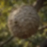 A close-up view of a wasp nest hanging from a tree branch