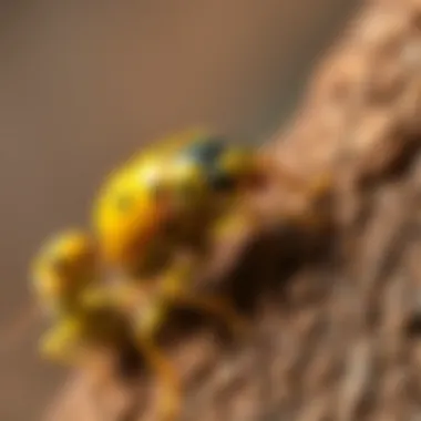 Natural Pest Control Solutions Natural pest control options for drugstore beetles