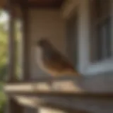 A bird perched on a porch rafter