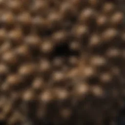 Close-up of a hornet nest showcasing its intricate structure