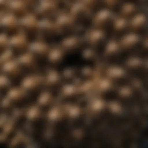 Close-up of a hornet nest showcasing its intricate structure