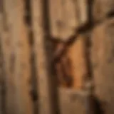 Close-up of termite damage on wooden structure