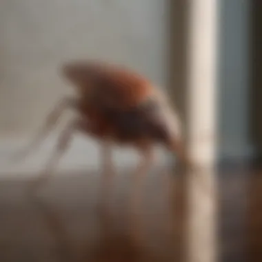 Homeowner applying boric acid in corners