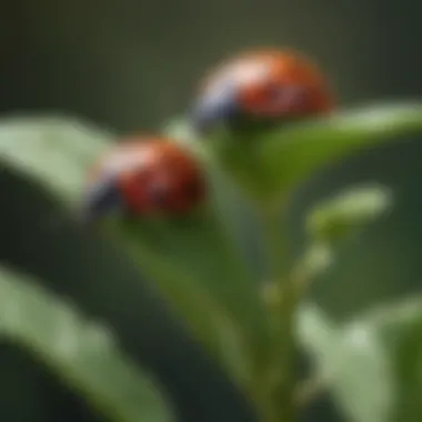 Beneficial insects like ladybugs on a plant, highlighting their role in eco-friendly pest management.