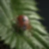 Close-up of a tick on a leaf