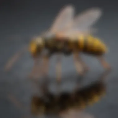 Essential Tools for DIY Wasp Removal Common DIY tools for wasp removal setup