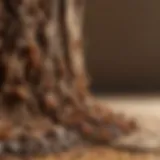 Close-up of termite infestation in wood