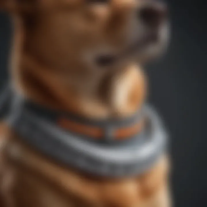 A close-up view of a Seresto collar on a pet