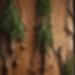 Close-up of cedar wood highlighting its natural oils