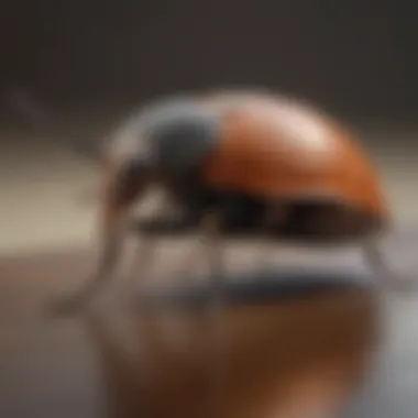 Identifying Common Household Pests Identifying common household pests