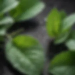 Close-up of mint leaves with droplets of essential oil