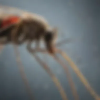How Spartan Mosquito Sticks Work Illustration depicting the mechanism of action of mosquito sticks