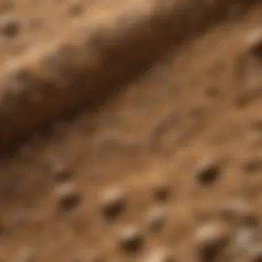 Close-up view of termite powder showcasing its texture and composition